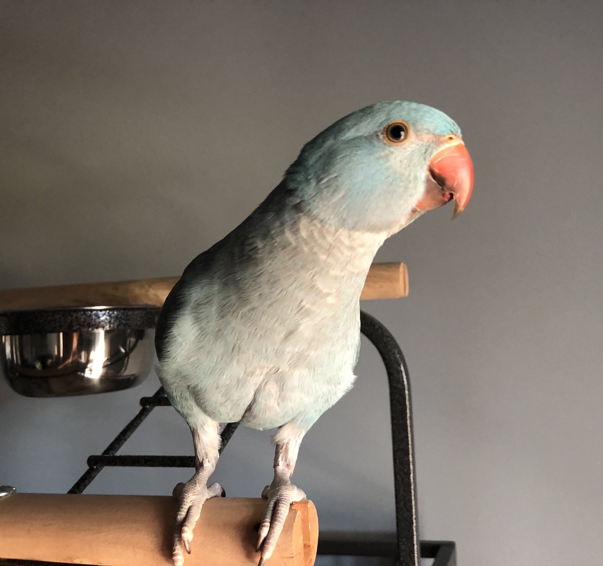 JeremyDavidKing's tweet photo. Four months old.
#birdlet #birdsoftwitter https://t.co/C4ozjWX4xY