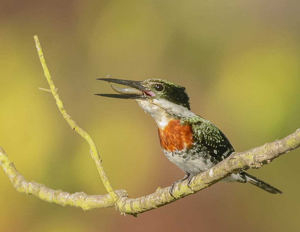 BirdWatchDaily's tweet image. This Green Kingfisher enjoys a fresh catch. See more amazing photos of birds by following us on Instagram! (Photo by Vineeth Radhakrishnan) #birdphotography #birds instagram.com/birdwatchingma…