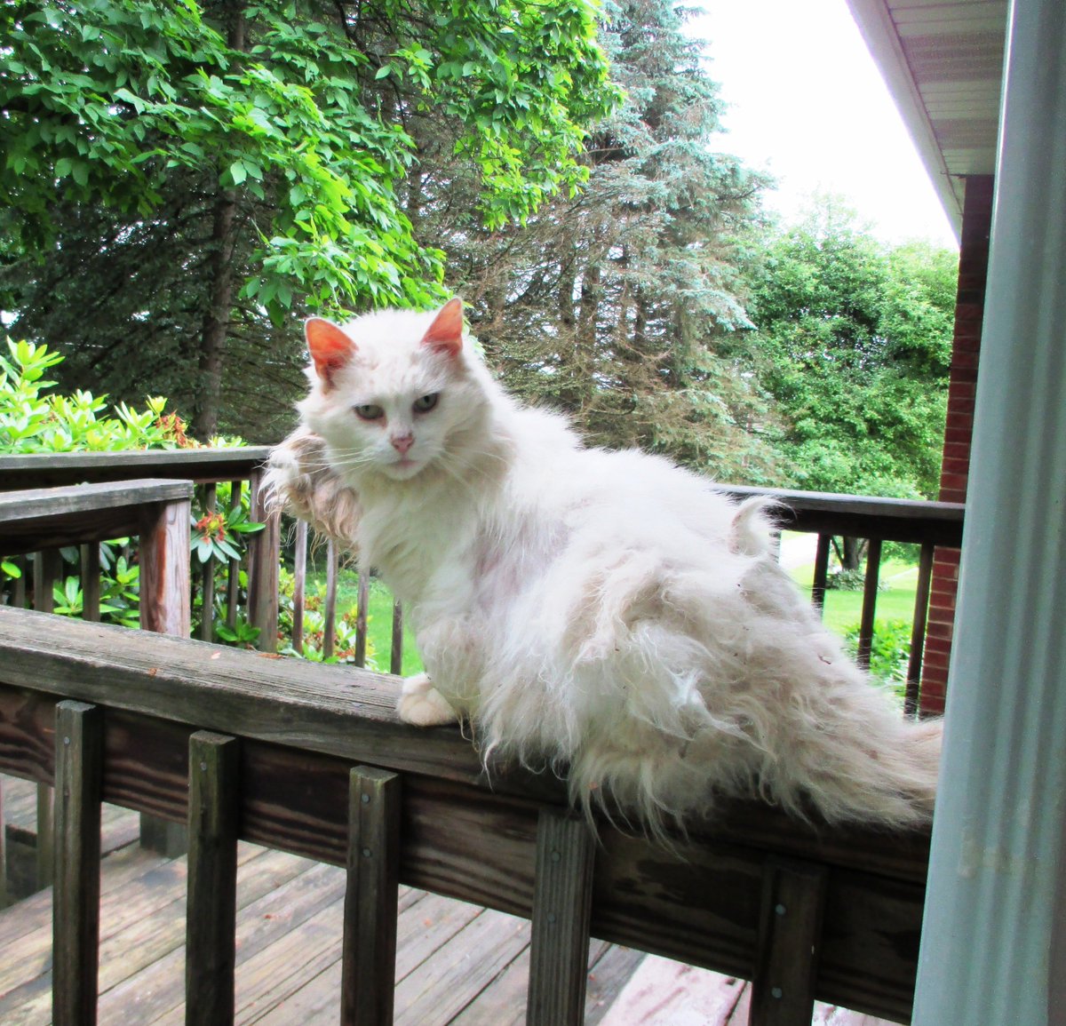 SusieQ6shooter's tweet photo. #GhostCat #FirstTwo #June #SecondTwo #July https://t.co/NL21AgRIQ3
