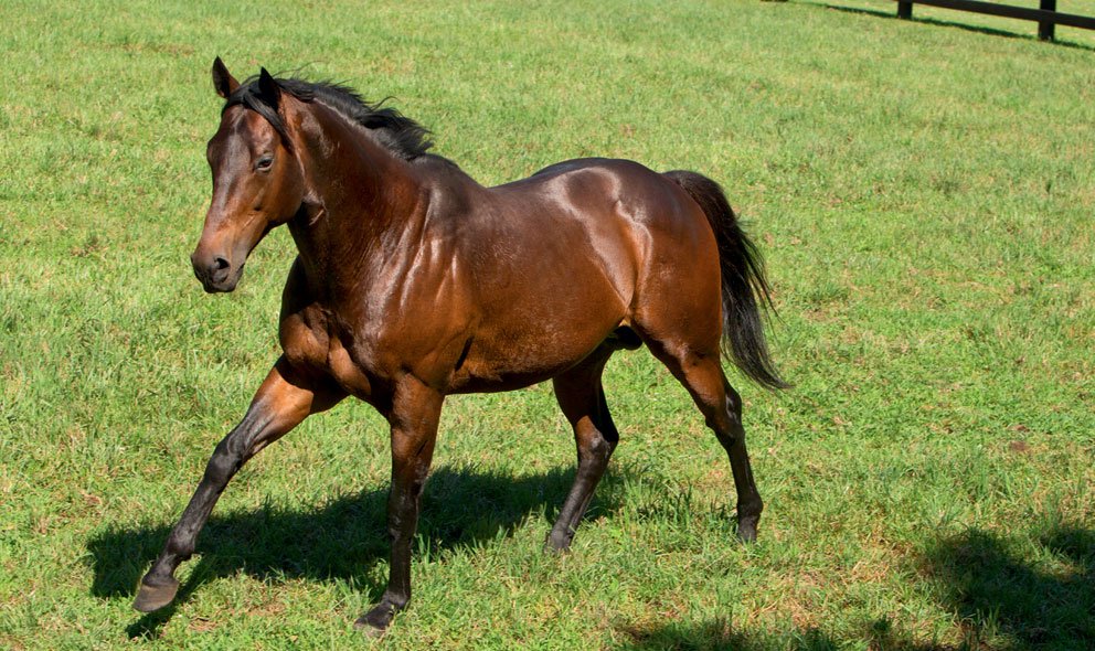 Darley (@darleystallions) on Twitter photo Poet's Word, a son of the late #PoetsVoice, wins his second straight G1 with a thrilling triumph in the King George VI And Queen Elizabeth Stakes <a href="/Ascot/">Ascot Racecourse</a> Poet's Word, a son of the late #PoetsVoice, wins his second straight G1 with a thrilling triumph in the King George VI And Queen Elizabeth Stakes <a href="/Ascot/">Ascot Racecourse</a>