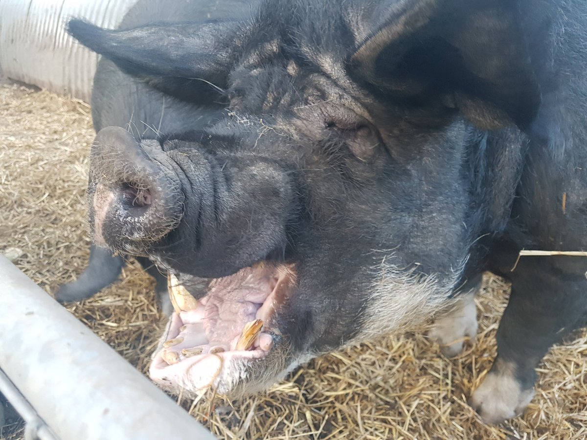 2ACScouts's tweet image. You think that's how you are supposed to put up at tent! Having a laugh at #2ACScouts Summer Camp at Normans Farm near Hope.