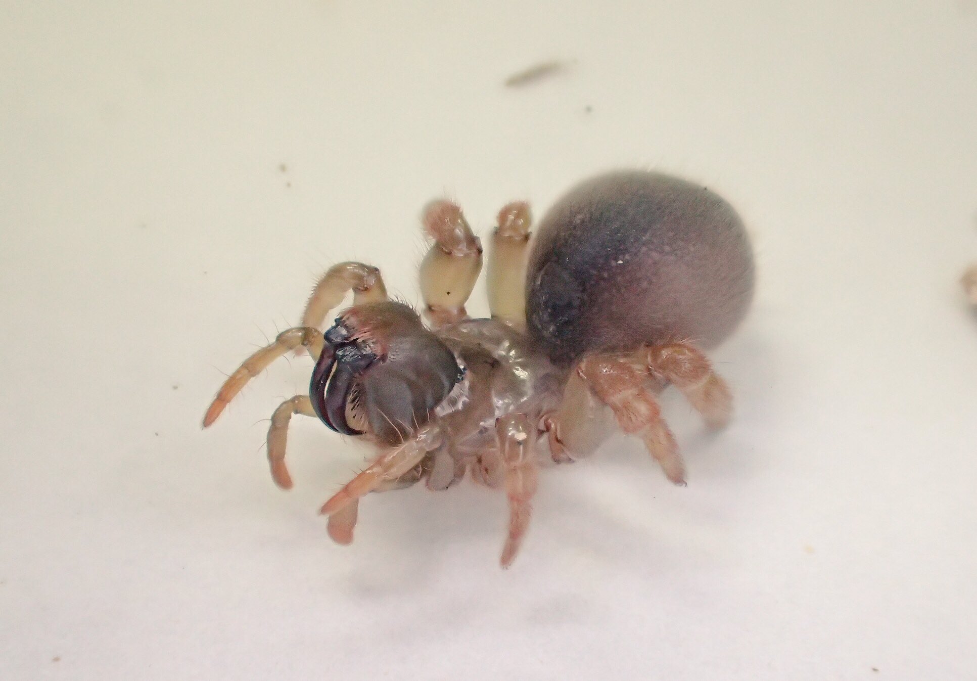 鹿100の生物紹介アカウント 忘勿蜘蛛 二度と忘れる勿れとの願いから ワスレナグモ と命名されたというクモ 笑 初めて発見されてから数十年間再発見されず 存在を忘れられたんだとか 和名の由来は面白いですがレッドデータブックでは準絶滅危惧