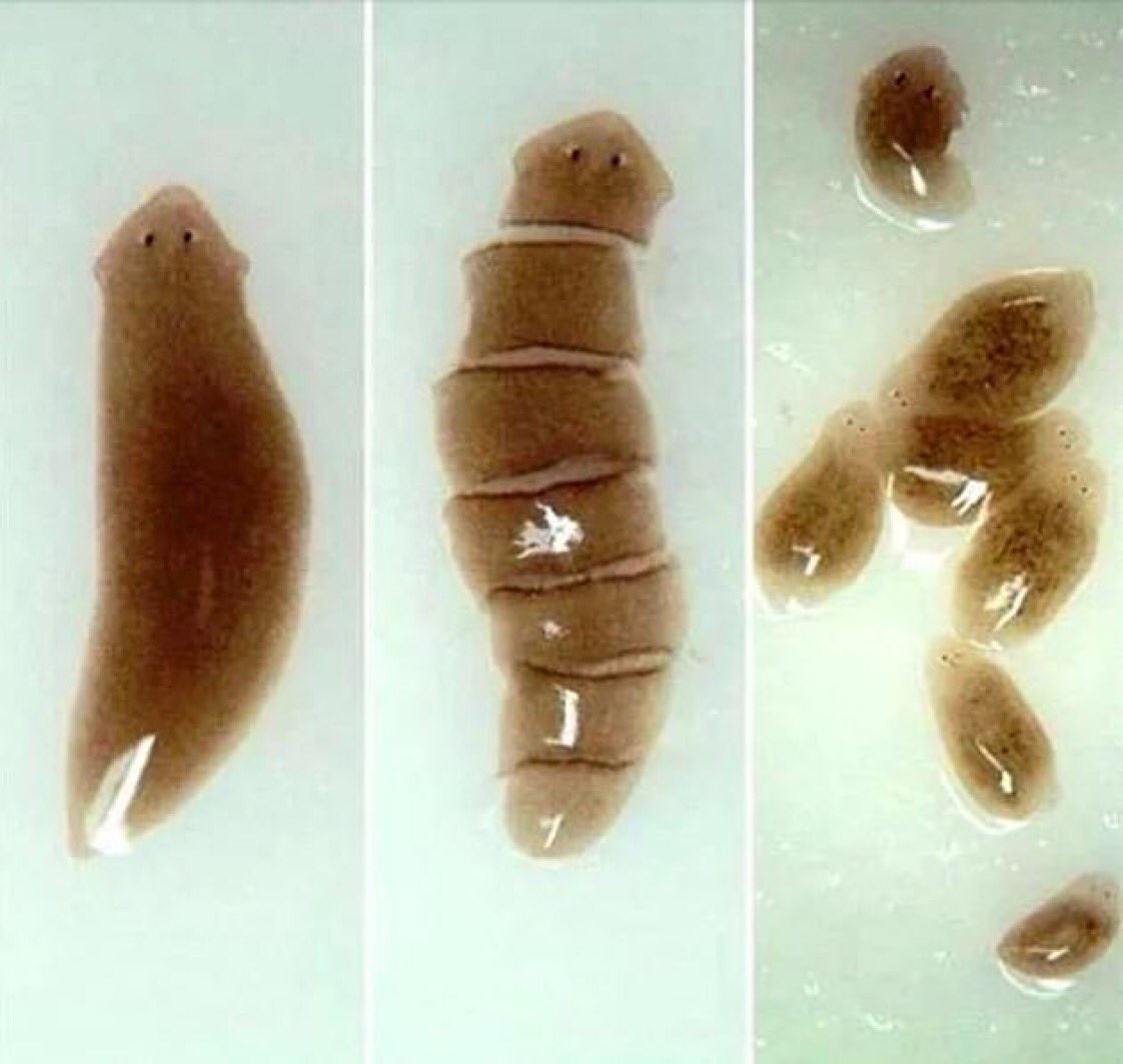 Planaryalar, küçük su birikintileri ile göllerde yaşayabilen bir tür canlıdır. Kafası kesildiğinde vücutlarında yeni bir beyin ve sinir sistemi oluşabiliyor. Kesilen kafasında da yeni bir vücut oluşuyor.