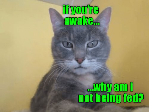 Wakey wakey! Its Caturday!