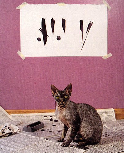 Yami Koolie tweet media