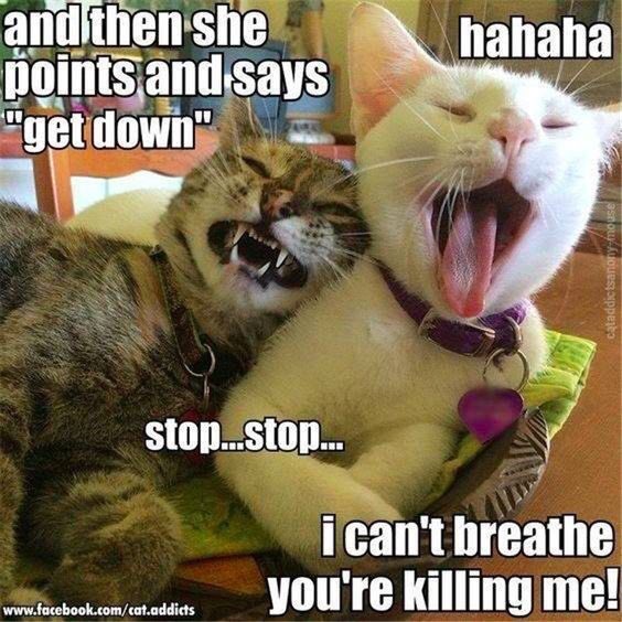 Laugh it up fuzz balls 🙄