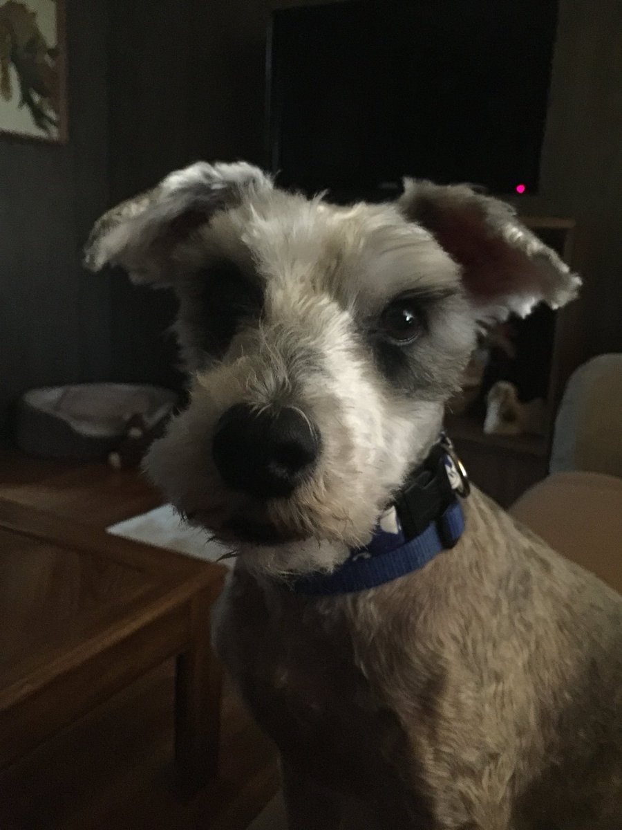 Hi! I’m Max! Thank you for the sweet welcome. I’m finding my voice as I learn my new home &amp; family. I’m sure I’ll have lots to tweet about! 
The vet thinks I’m about 7-8 years old. Older than shelter said but my new lady likes us older pups. So good thing she rescued me. 😊