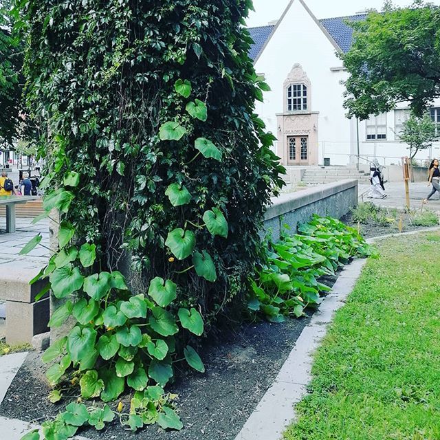 Lurer på om det er vertikaltvoksende eller horisontaltvoksende gresskar som trives best på Grünerløkka #nabolagshager #cultivatingurbanspace #vertikalhage #horisontalhage #deichmanskegrünerløkka #visitløkka ift.tt/2uYms2T
