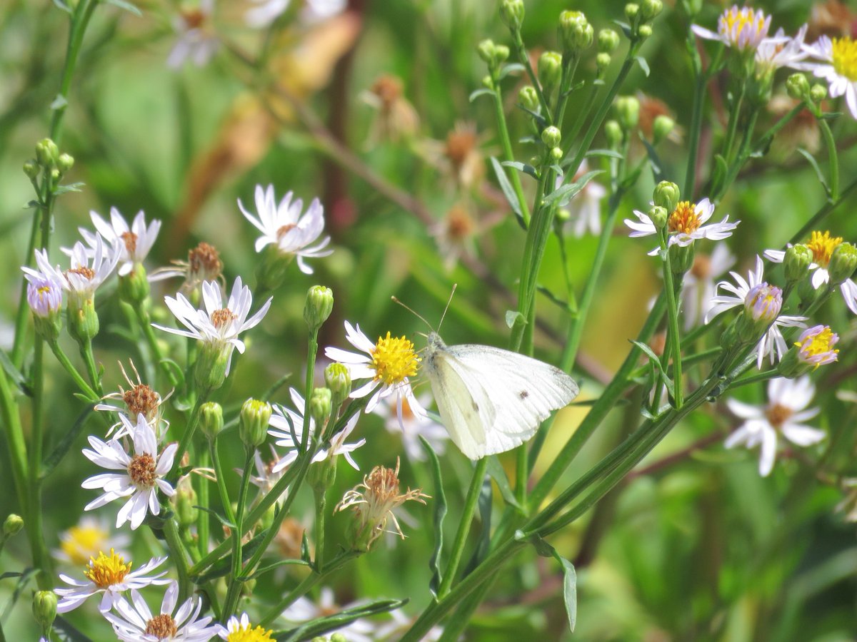 Morrisons on Twitter "As we've had so much sunshine this summer, our British sunflowers are a