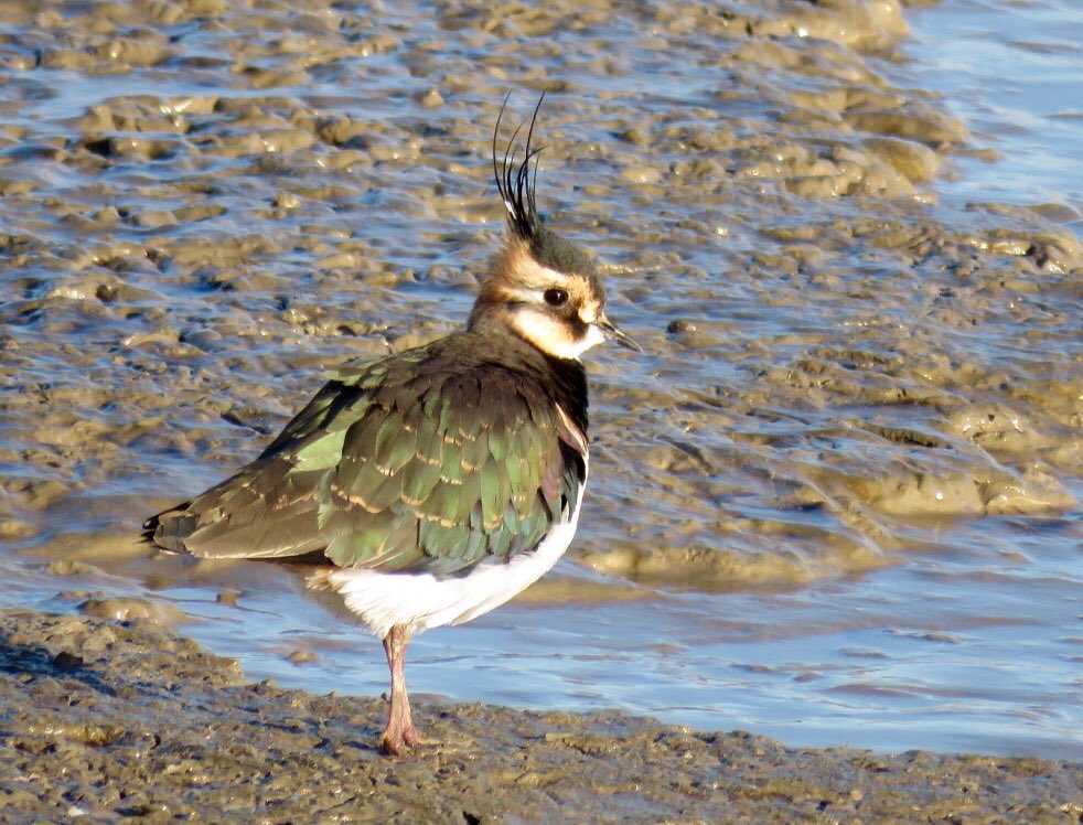 Morrisons on Twitter "As we've had so much sunshine this summer, our British sunflowers are a