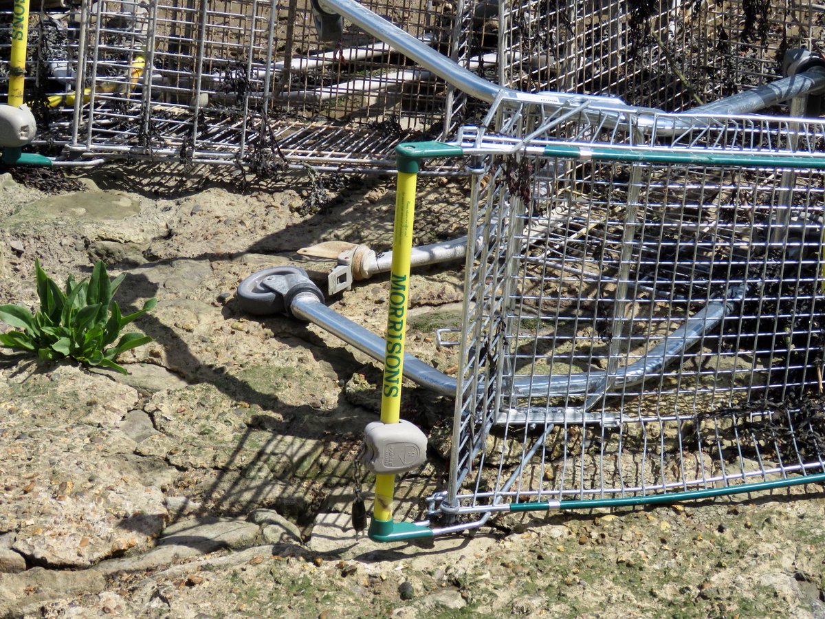 Morrisons on Twitter "As we've had so much sunshine this summer, our British sunflowers are a