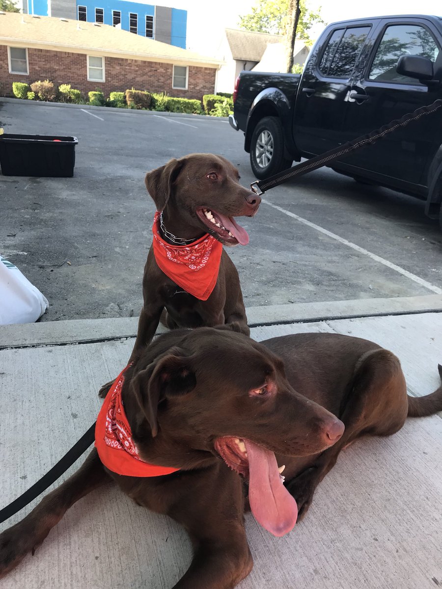 clairebeezyy's tweet photo. ππΆ What a fun way to spend Saturday morning - #TeamOTF AND ALL THE DOGGOS! π§‘πΎ
P.S Beau and Roo finally met! #Twinning https://t.co/gzCfgNEDE7