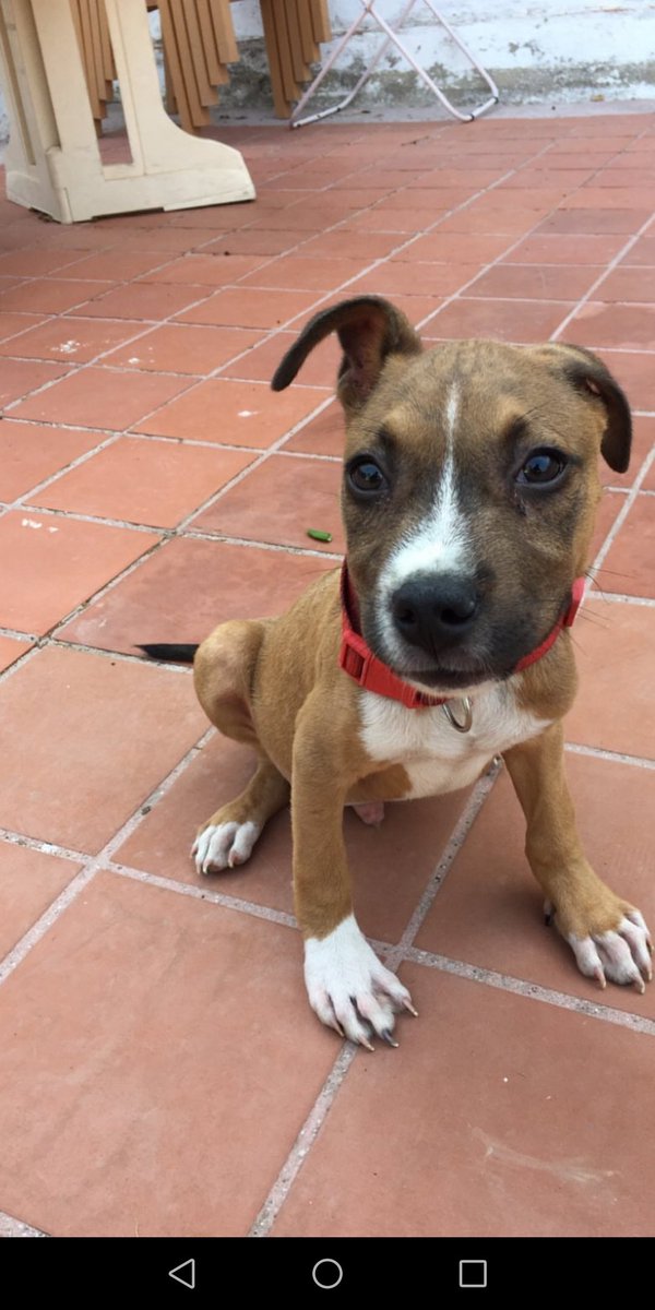 KayAlsina's tweet photo. Nos hemos encontrado este cachorrito abandonado sin chip en Torreblanca, Málaga. Por favor compartid para encontrarle un hogar, no podemos quedarnoslo. https://t.co/G3OAdV2V9y