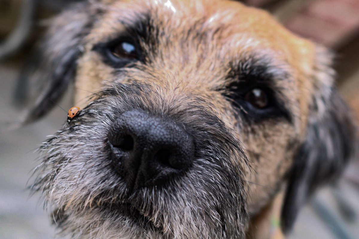 Hendricks made a friend 🐞