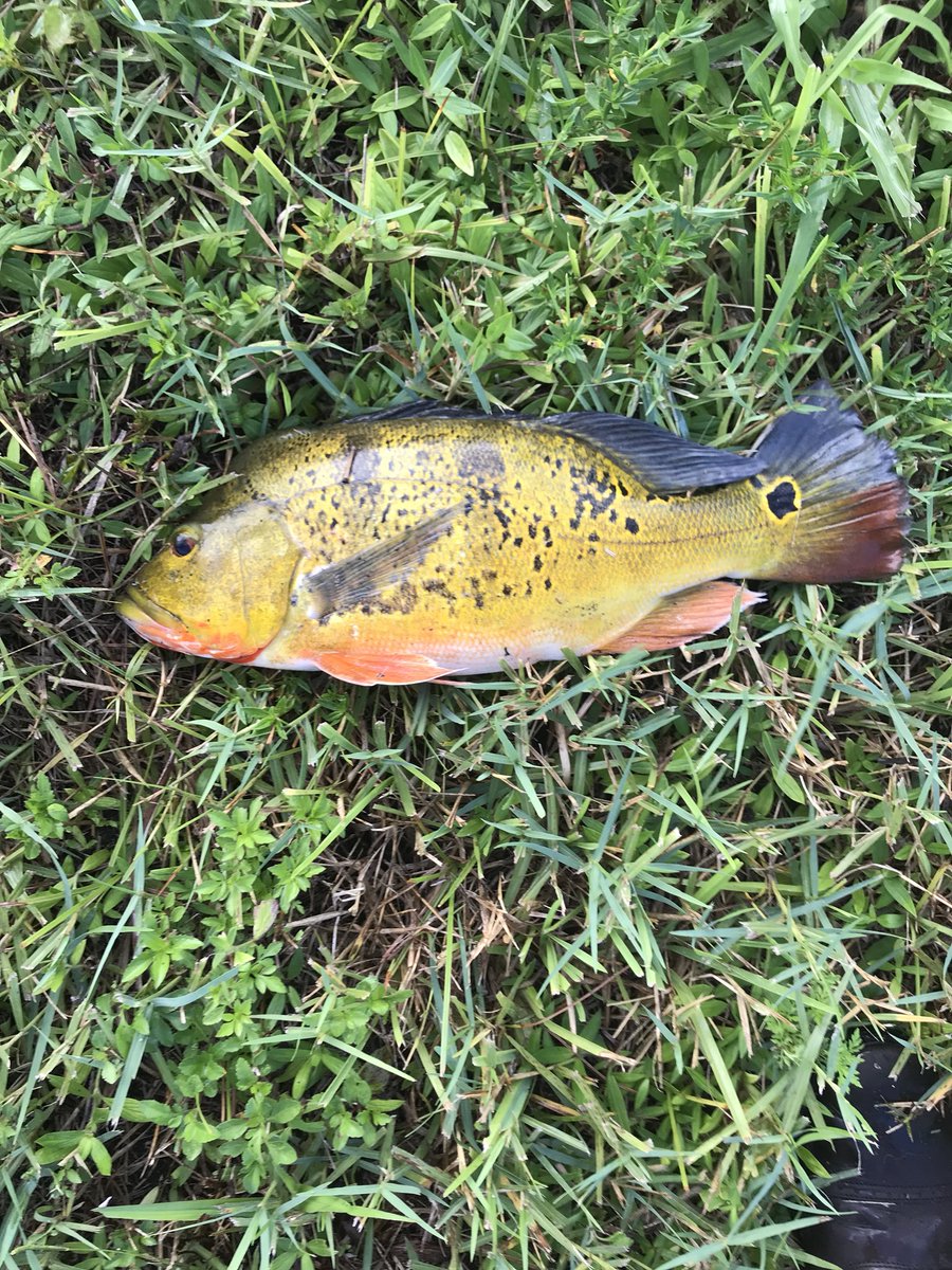 GMR_NYGFAN's tweet image. 4.1 pounder 18”. Biggest Peacock I’ve landed to date. Added a few relatives as well. Great fight. Beautiful fish. Great morning. #gli #nextgen #jackslures #gmanfishin