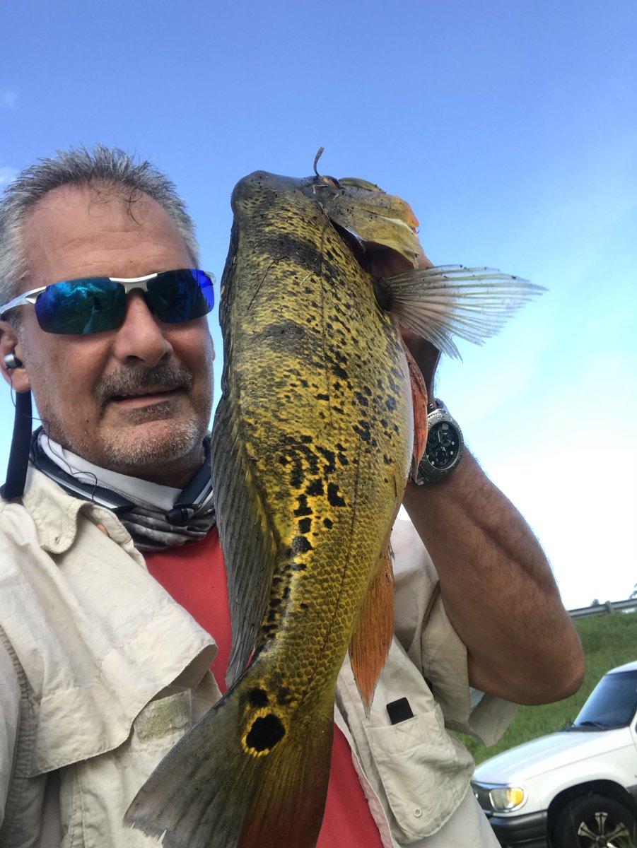 GMR_NYGFAN's tweet image. 4.1 pounder 18”. Biggest Peacock I’ve landed to date. Added a few relatives as well. Great fight. Beautiful fish. Great morning. #gli #nextgen #jackslures #gmanfishin