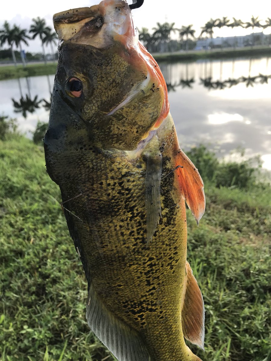 GMR_NYGFAN's tweet image. 4.1 pounder 18”. Biggest Peacock I’ve landed to date. Added a few relatives as well. Great fight. Beautiful fish. Great morning. #gli #nextgen #jackslures #gmanfishin