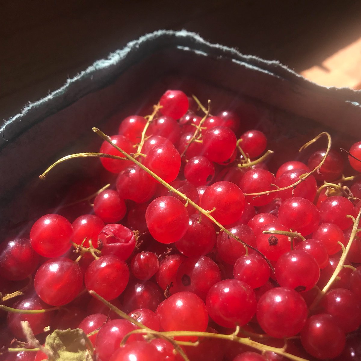 The “Currant” Season... is here! Read here why they are now legal to grow in #NY @EdibleWNY - Pick them up now at <a href="/AcresAbers/">abers acres</a> farm stand #CHQ <a href="/CHQLocalFood/">CHQ Local</a> #EatRealLocalFood ediblewesternny.ediblecommunities.com/recipes/whats-…