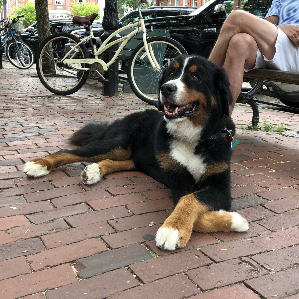 bernese mountain dog and pitbull mix