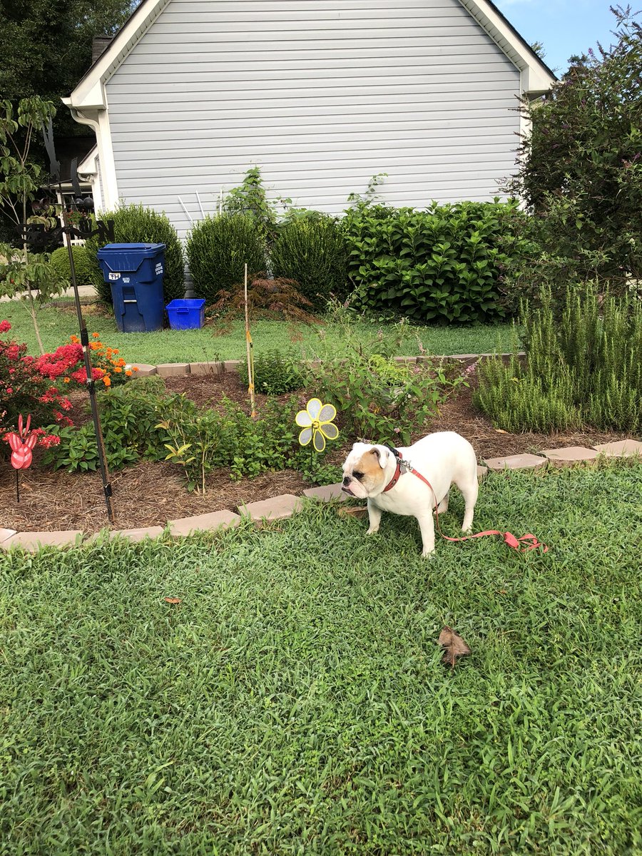 PeachyKeen57's tweet photo. Morning yard inspection #AllClear #NoDeer https://t.co/1tmzZMhM3K