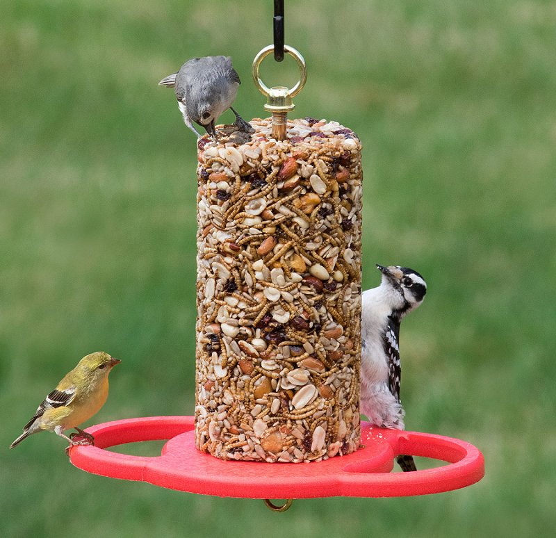 Duncraft On Twitter Attract More Birds And Feed Any Size Seed