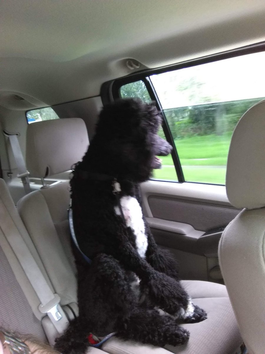 broken_medic's tweet photo. My boy is getting so big. #poodle #reo #70lbsalready #1yearold #dogsoftwitter #myesa https://t.co/CiMk124SEG