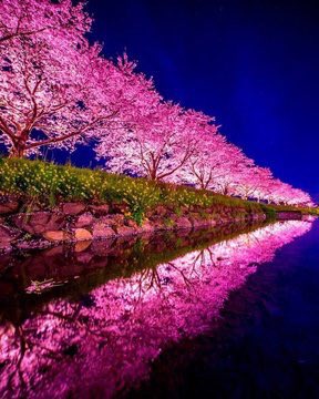 whitepantherbb's tweet photo. Japon 🇯🇵 🌸🀄️ https://t.co/Qmnlaoxcs5