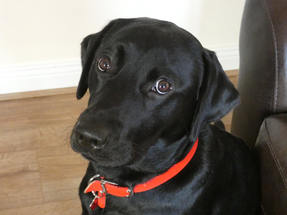 alishawhittam's tweet photo. My Alfie x #Blacklabrador #labrador #toocute #labrador #cute #adorable #MESufferer https://t.co/12HzuMihSX