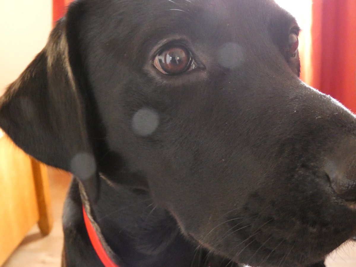 alishawhittam's tweet photo. My Alfie x #Blacklabrador #labrador #toocute #labrador #cute #adorable #MESufferer https://t.co/12HzuMihSX