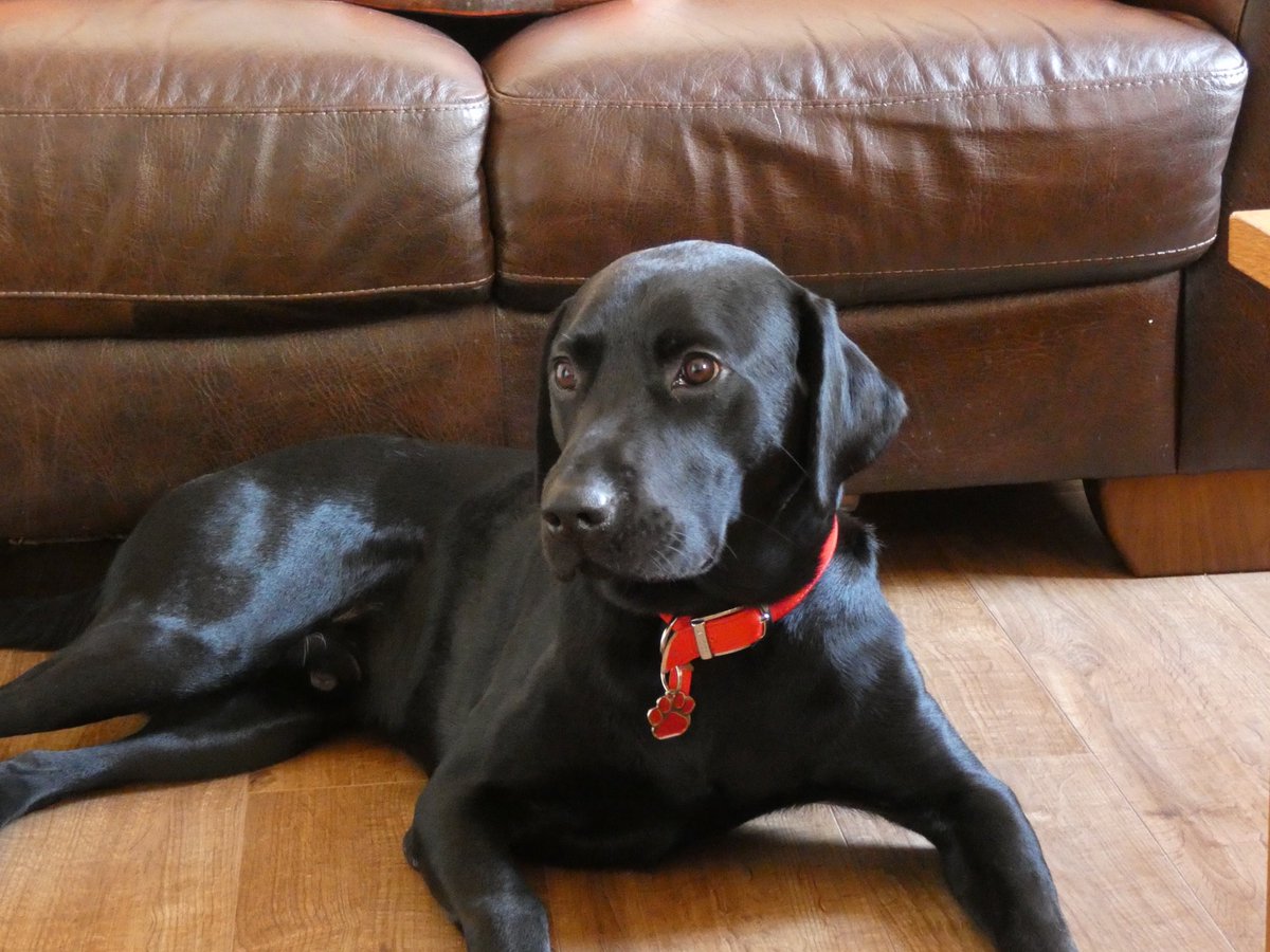 alishawhittam's tweet photo. My Alfie x #Blacklabrador #labrador #toocute #labrador #cute #adorable #MESufferer https://t.co/12HzuMihSX