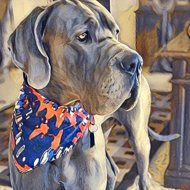 great danes of instagram