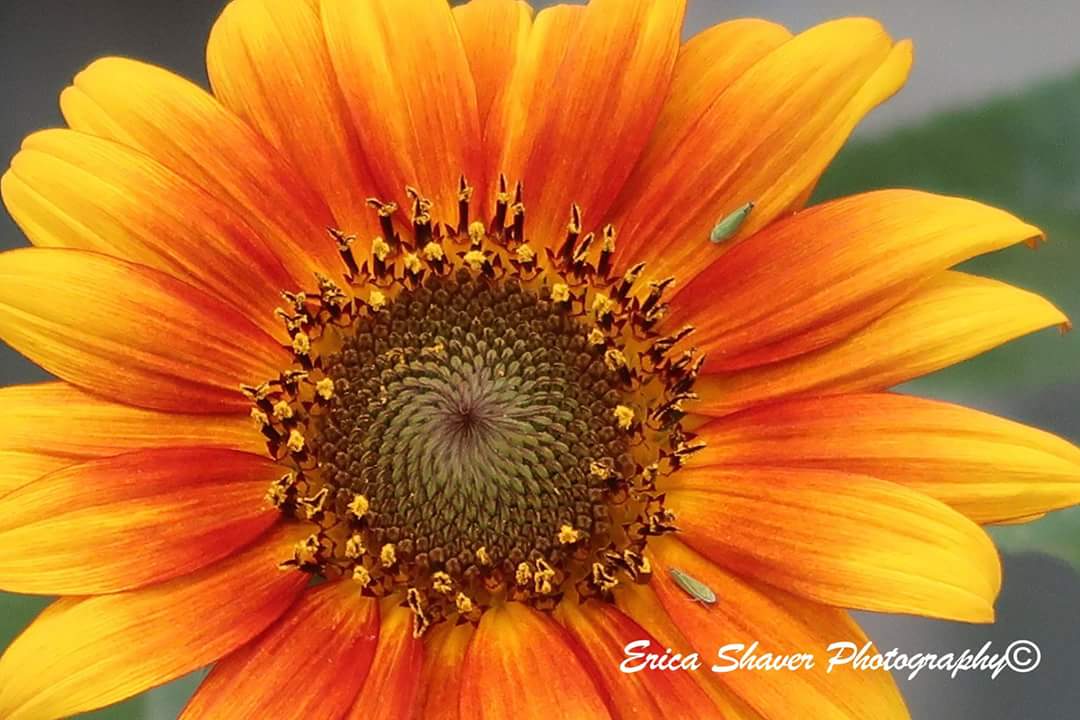 Sunflower. #sunflower #flowers #photooftheday #500pxrtg #photography #greatshoot #Amazing #PhotographyIsArt