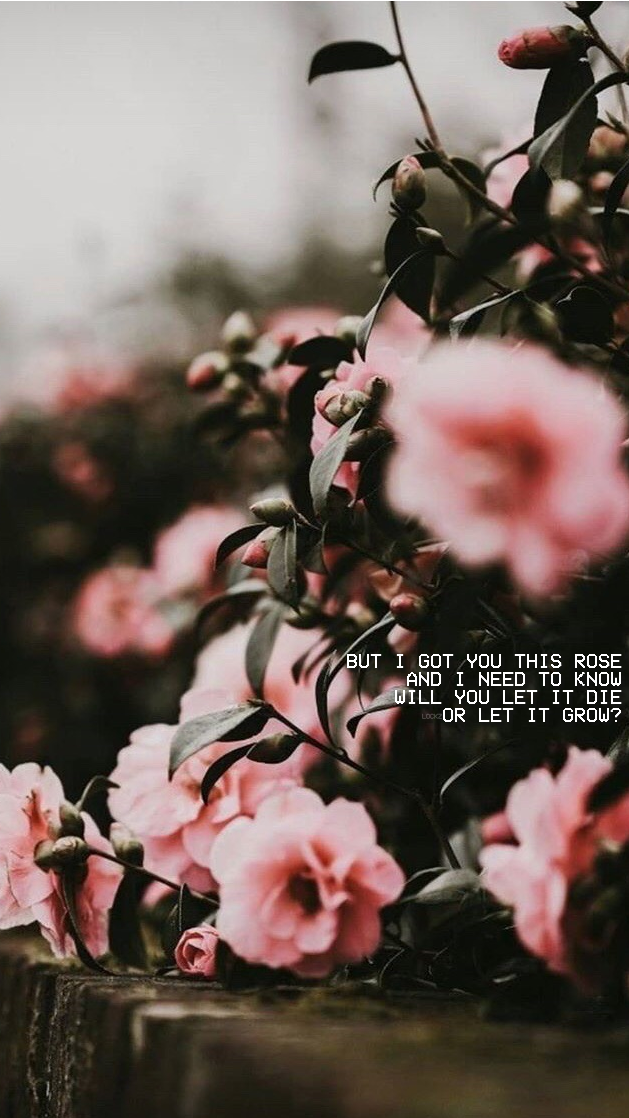 lockzscreen's tweet image. Random 🌻
× rt se salvar
× mande print se usar /duda