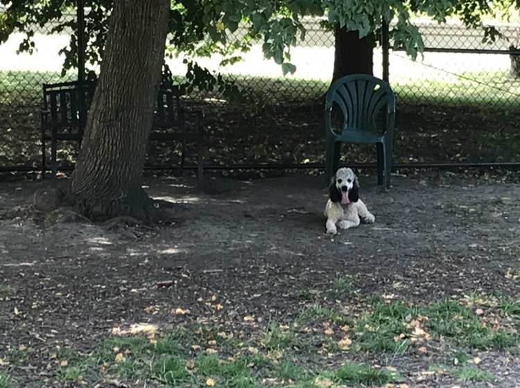 EdgewaterDog's tweet image. It’s a poodle perfect day at Edgewater Dog Park! Where is everyone? #dogpark #dogslife #edgewater #dog