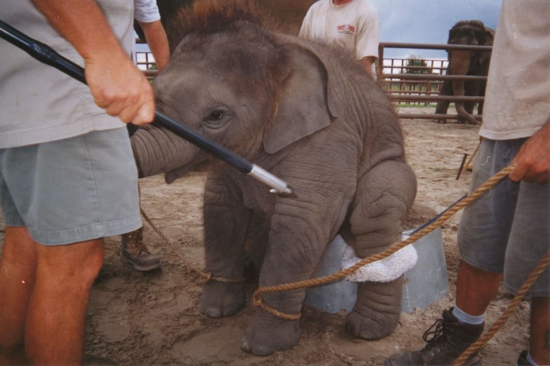 peta's tweet photo. Trainers use agonizing methods to train baby elephants 💔 This elephant’s spirit was broken by a circus that forced babies apart from their mothers, kept them restrained nearly 23 hours a day for months, and jabbed them with bullhooks. NEVER attend a circus that uses animals! https://t.co/AxpGKlG7ke