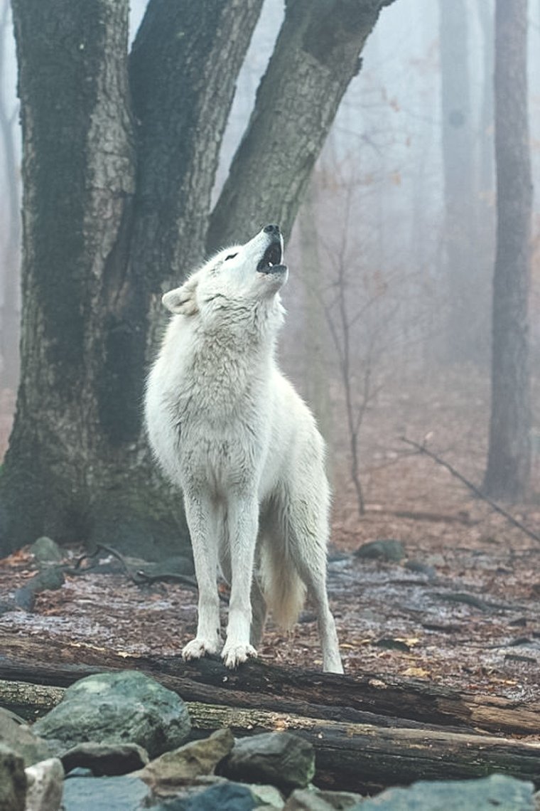 Howling Wolf музыкант