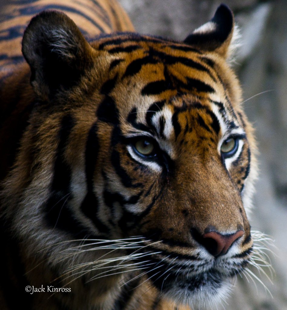 #GlobalTigerDay - "I don't want a day, I just want my forest"