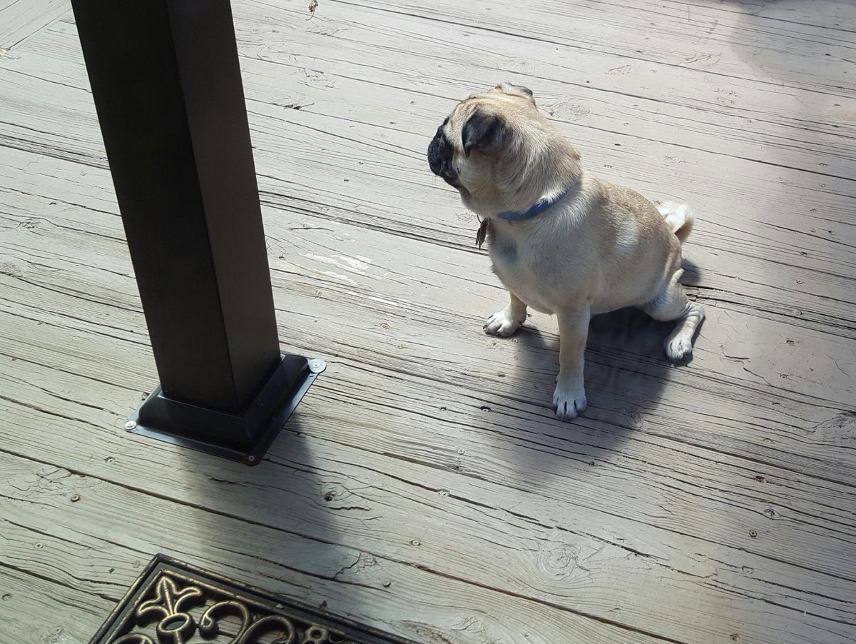 LiamWonderPug's tweet photo. I'm babysitting Otis. Until he comes back inside I can't get any baby 🥕🥕🥕
#SaturdayMotivation #ItsaBeautifulDay #AllWorkNoPay #JacksAlreadyDull 🐶
😂😂😂 https://t.co/5kFciWrhWY
