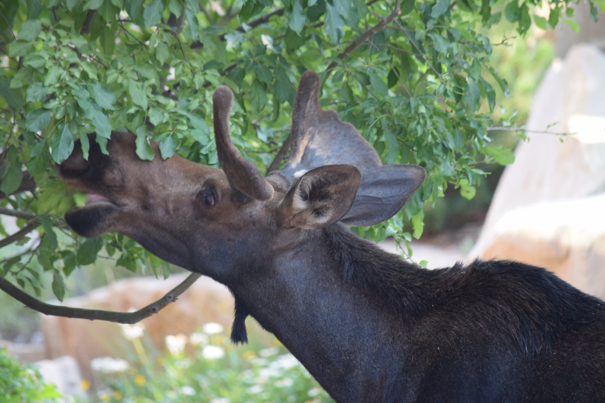 PCSquared1's tweet image. Bull Moose Eating my Maple Tree.  Yes we have Maple Trees in UT.  Directly in Front of my House