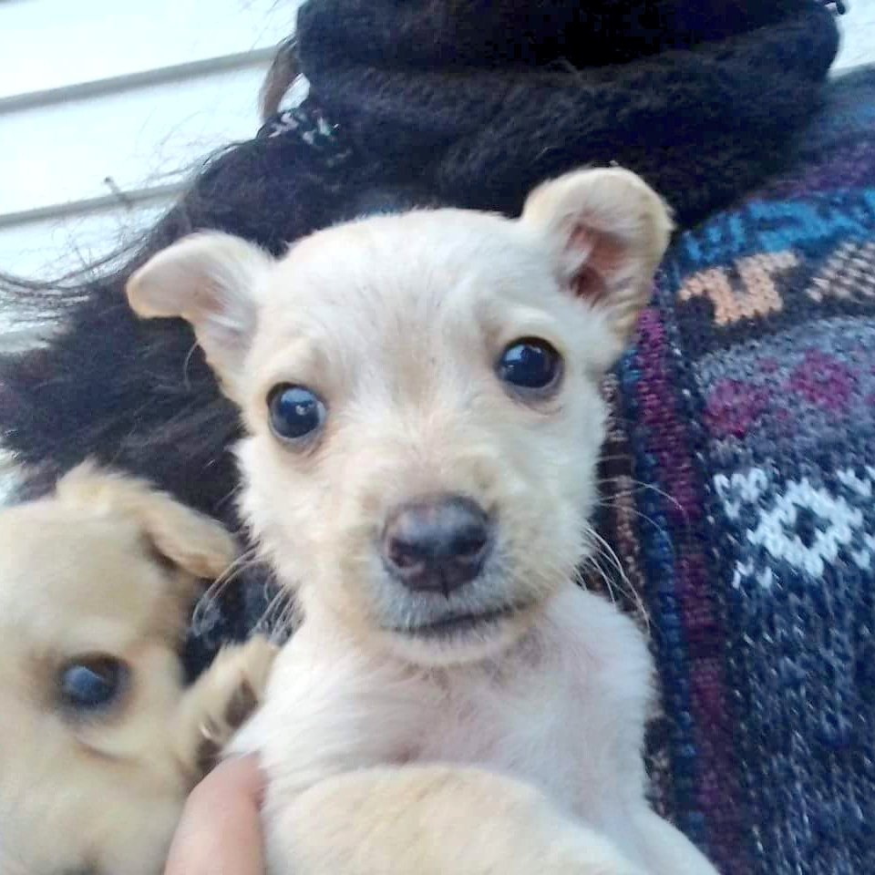 AnimalParaiso's tweet photo. Lindos y regalones pequeños en adopción para Valparaíso, Viña del Mar o comunas cercanas. Interesados pueden llamar o escribir al teléfono número 992081578. 🐶 https://t.co/VnMS279uVD