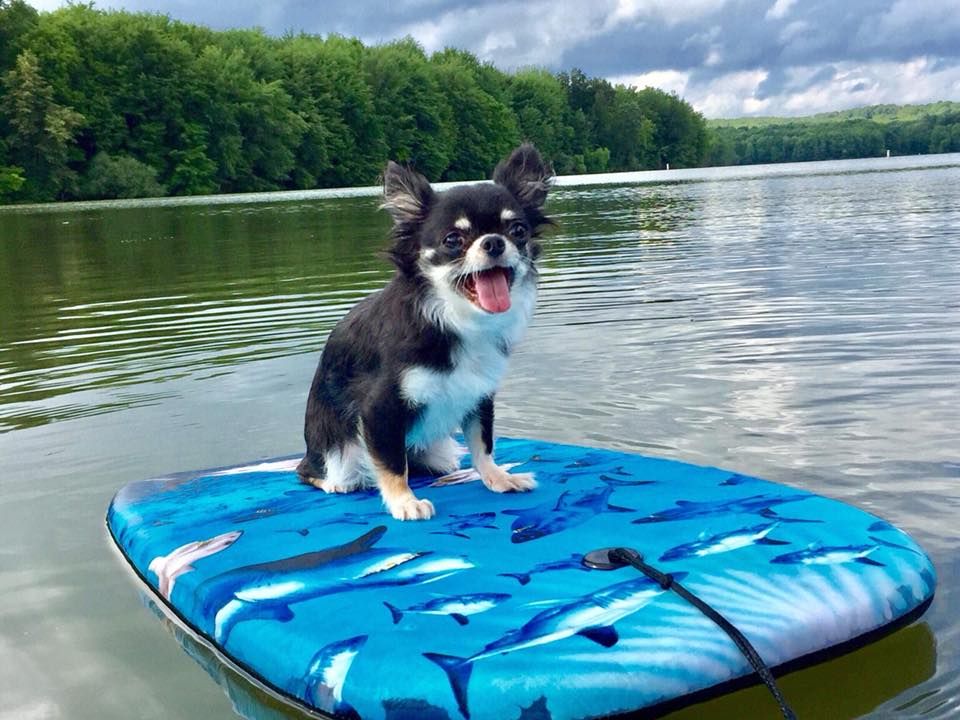 StuartPetSupply's tweet photo. Princess Samar has officially survived Shark Week! #SharkWeek2018 #Jaws #Samar #pupfluence #petfluence #dogfluence #Chihuahua #isurvived #boogieboard #sharks #StuartPetSupply @SharkWeek #sharkafterdark 

https://t.co/ZhnaxnqED5 https://t.co/EcAN8SDPRZ