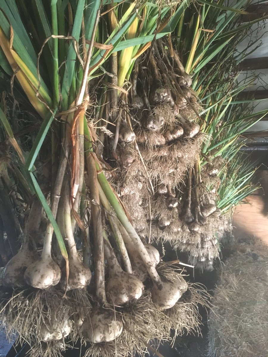 Garlic harvest was in full swing at Harwill Farms today, we got it all dug and set-up to dry!