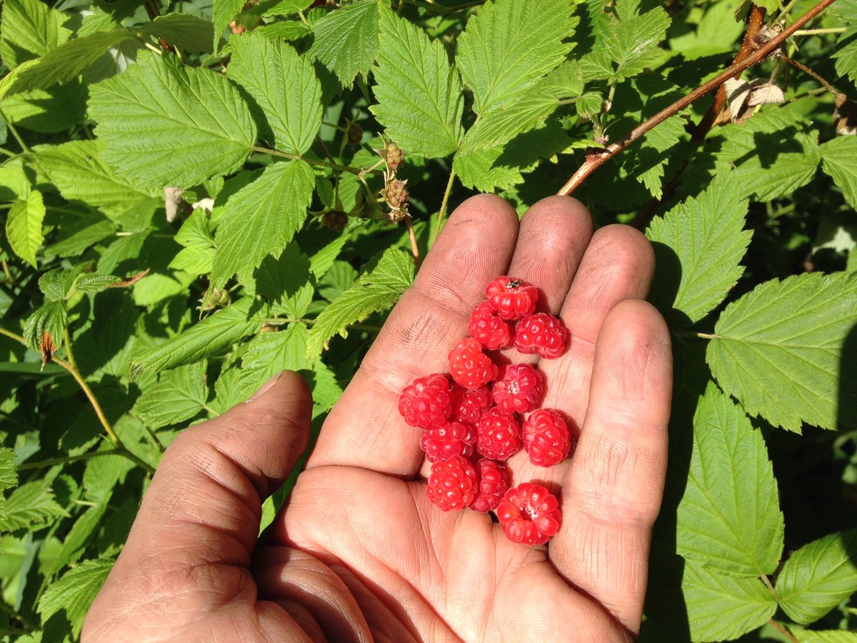 dailystem's tweet photo. Mmmmm...the freshest & healthiest snacks come from nature, like these wild raspberries!
#GoOutside #BackyardSTEM https://t.co/C5qcGyo4Sr