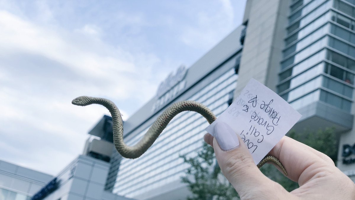 kassieepstein's tweet photo. I WAS GIFTED A SNAKE. Thank you Cali, Grace &amp; Paige!! ♥️♥️♥️

I love the Swifties. https://t.co/DH1tzDOnFn