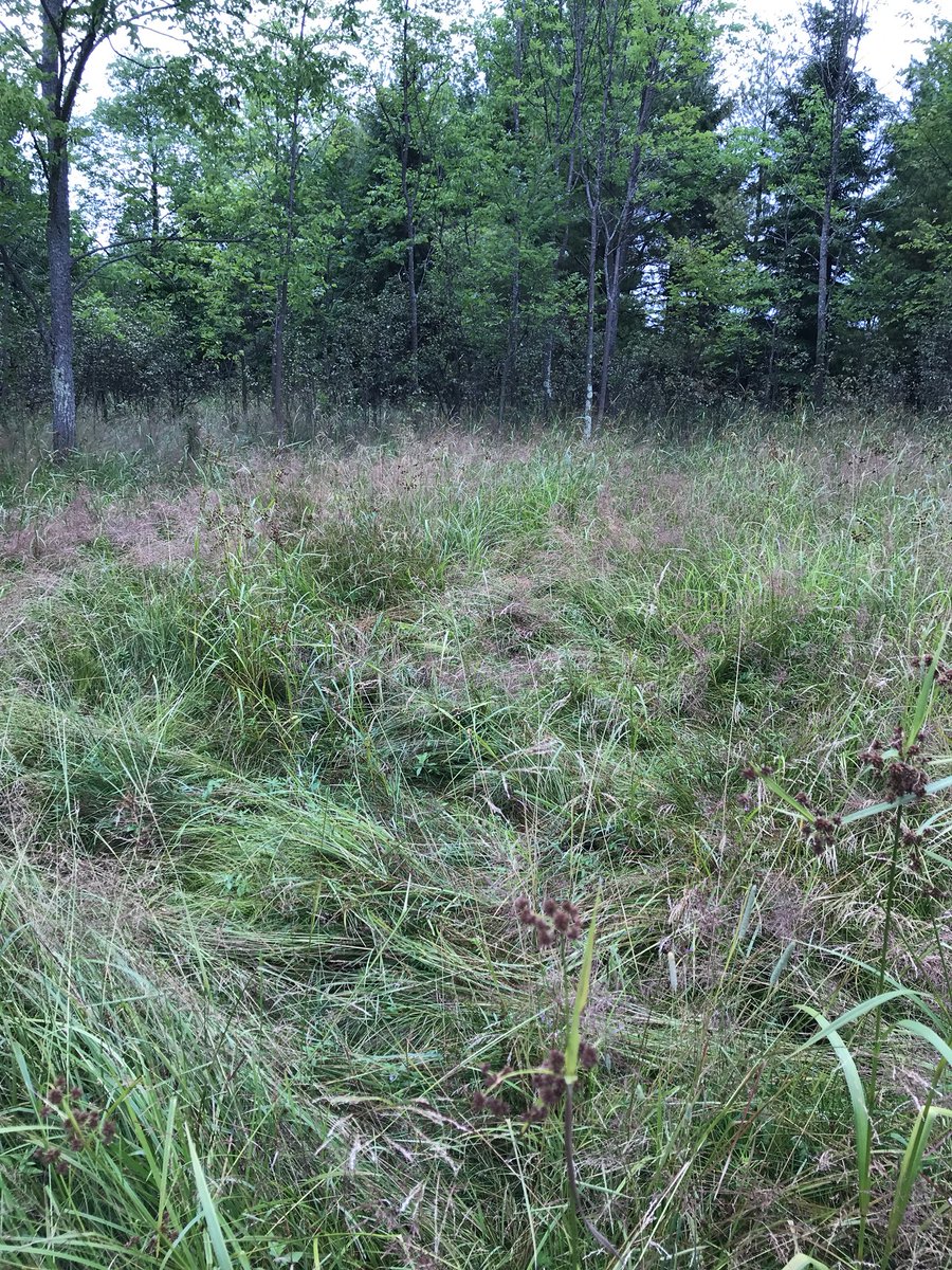 Not hard to tell pasture management works to maintain land as desirable land for not only our cattle but also the wildlife too. @theoriginalmel4