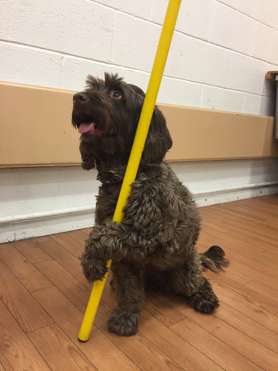 ddrewdogtrainer's tweet photo. Pole dancing anyone? Trick training classes with Homeward Hounds Dog Training Essex
https://t.co/KYYlQIhowU https://t.co/M6TxFhS2Ts