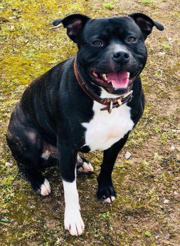millypod1's tweet photo. CEASER HOME SAFE. THANKS FOR RT's 😊🐕 

Black &amp; White Staffordshire Bull Terrier Male 
Open field area Balsall Heath Road / Clevedon Road #Birmingham #B12
Last seen Tuesday 24/07/2018 at 9-11pm
https://t.co/0cXka1gwhR … https://t.co/Wg9GbXKOmu