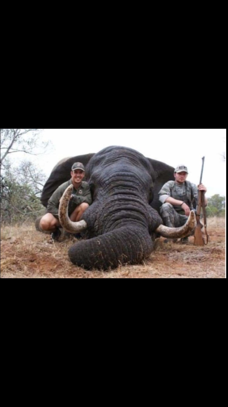 A voice for animals on Twitter: "#trophyhunting #AnimalKingdom #