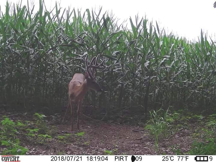 IronmanOutdoors's tweet photo. Kentucky bucks are growing nicely - still a few openings https://t.co/TtwMp6eaBI