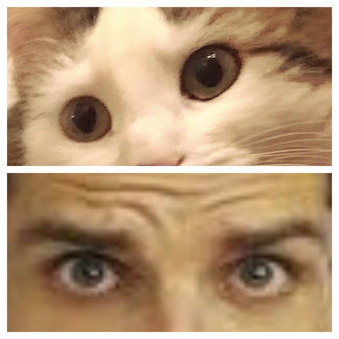 Floof Steel https://t.co/ChqE9JyFN4